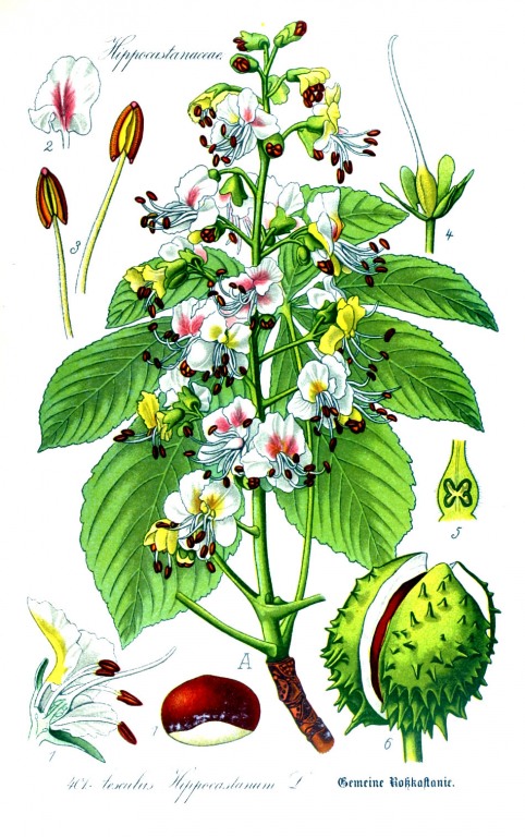 Rosskastanie Früchte bio
